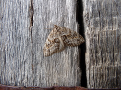 Trichopteryx polycommata