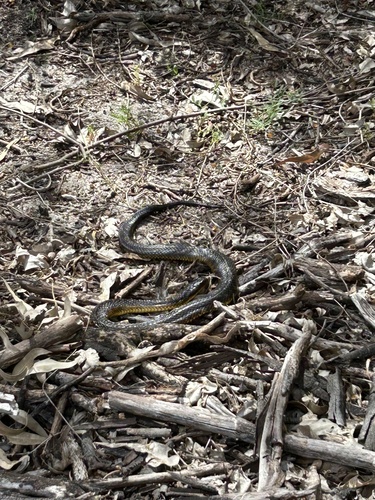 Western Tiger Snake sighting