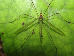 Leptotarsus viridis