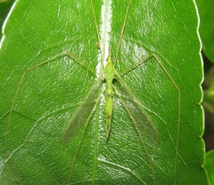 Leptotarsus virescens