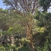 Acacia etbaica