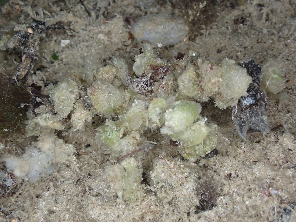 Blunt Decorator Crab