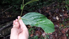 Cryptocarya bhutanica