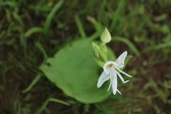 Habenaria grandifloriformis