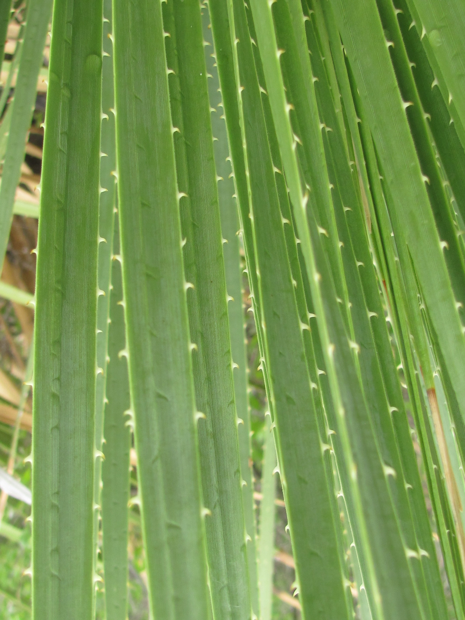 Smooth Sotol (Dasylirion leiophyllum) · iNaturalist