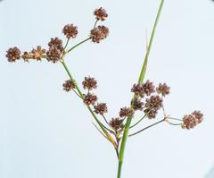 Juncus oxycarpus