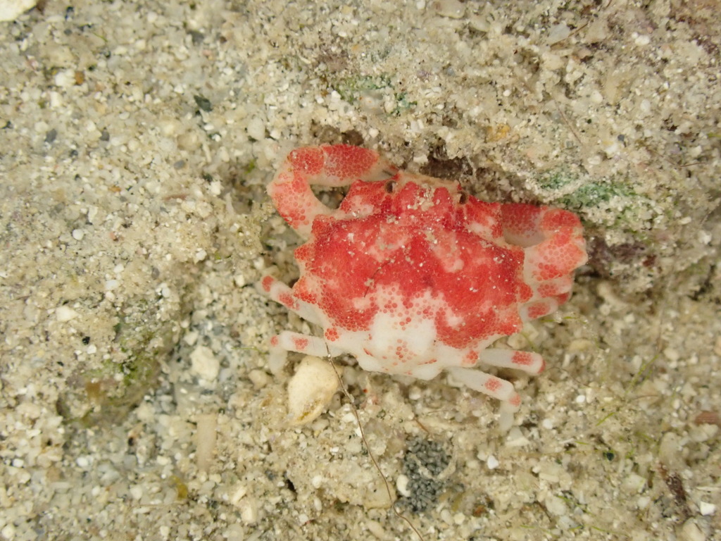 Nucia speciosa