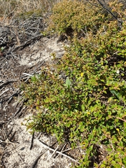 Pomaderris paniculosa