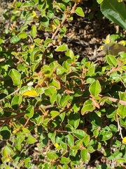 Pomaderris paniculosa