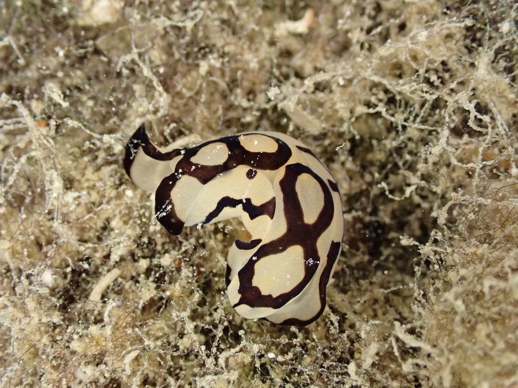 Pilsbry's Head Shield Slug