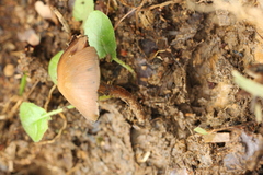 Psilocybe subtropicalis