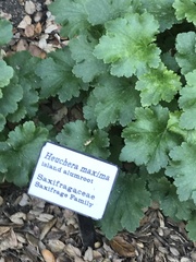 Heuchera maxima