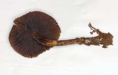 Psilocybe subtropicalis