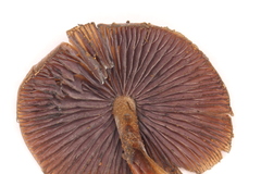 Psilocybe subtropicalis