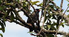 Sylvia nigricapillus