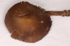 Psilocybe subtropicalis