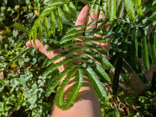 Albizia chinensis observed 2025-10-02