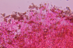 Psilocybe subtropicalis