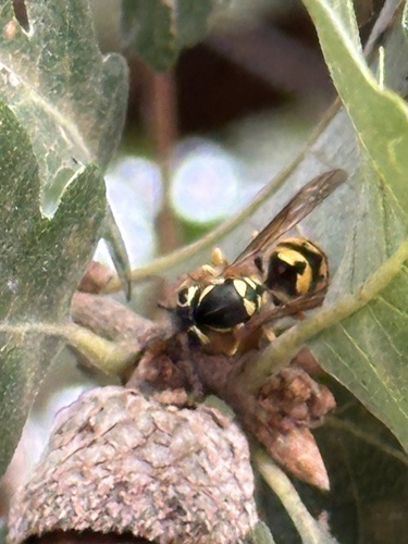 Western yellowjacket