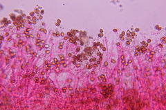 Psilocybe subtropicalis