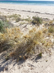 Spinifex