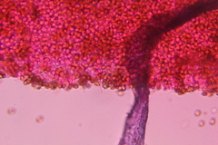 Psilocybe subtropicalis