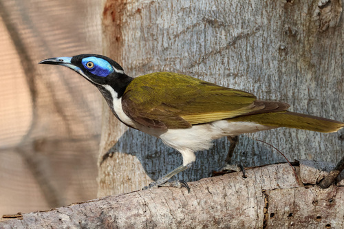 Blue-faced Honeyeater