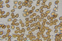 Psilocybe subtropicalis