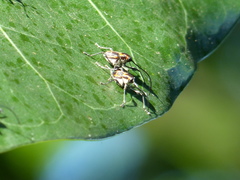 Curculionoidea