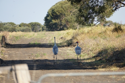 Brolga