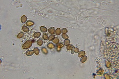 Psilocybe subtropicalis