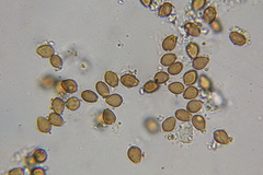 Psilocybe subtropicalis