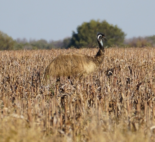 Emu