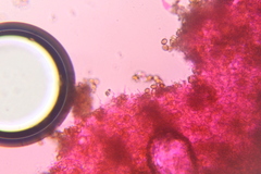 Psilocybe subtropicalis