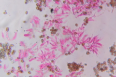 Psilocybe subtropicalis