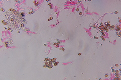 Psilocybe subtropicalis