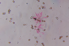 Psilocybe subtropicalis