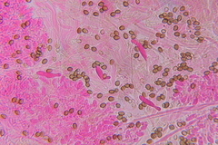 Psilocybe subtropicalis