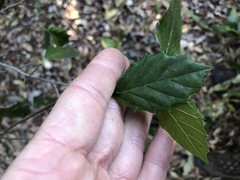 Aphananthe philippinensis