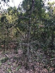 Aphananthe philippinensis