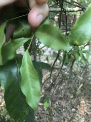 Toechima tenax