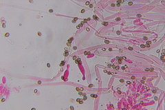 Psilocybe subtropicalis