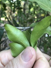 Toechima tenax