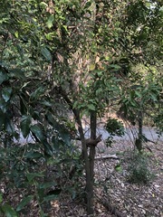 Toechima tenax
