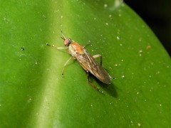 Australoberis refugians