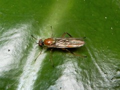 Australoberis refugians