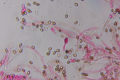 Psilocybe subtropicalis