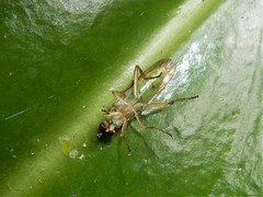 Australoberis refugians