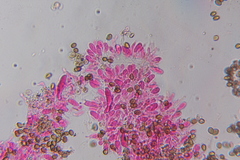 Psilocybe subtropicalis