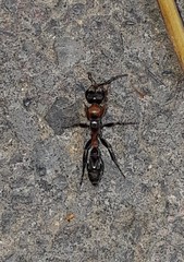 Pseudomyrmex gracilis